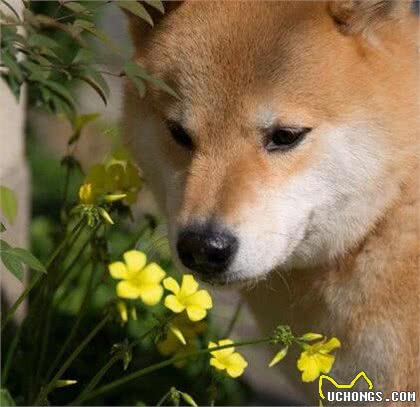 乐秀百科-柴犬好养么?柴犬标准、性格、寿命、如何挑选柴犬