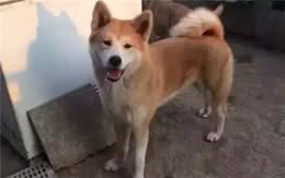 听说狗狗也会来大姨妈这些小知识主人们要知道哟~