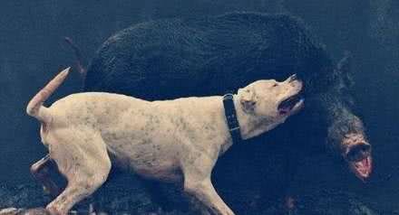 世界上最凶猛的狗排行藏獒仅排行第二,最凶猛的是它