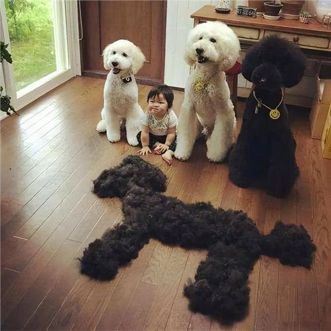 为什么巨型贵宾犬很少人养?背后有这些原因