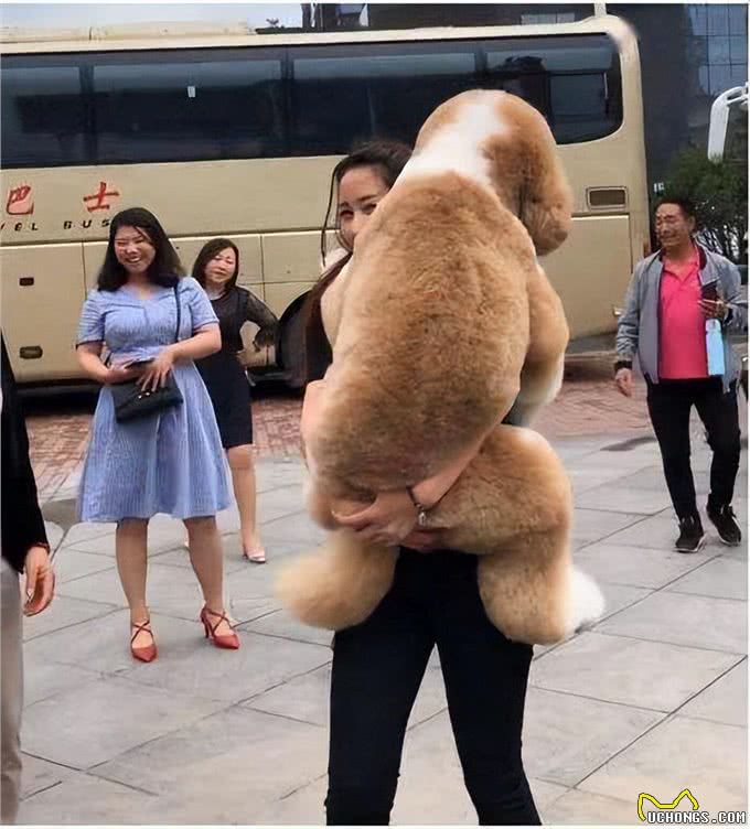 为什么巨型贵宾犬很少人养?背后有这些原因