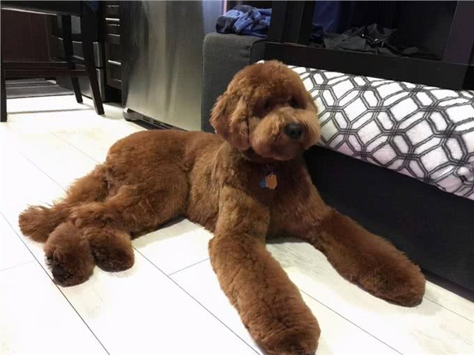 为什么巨型贵宾犬很少人养?背后有这些原因