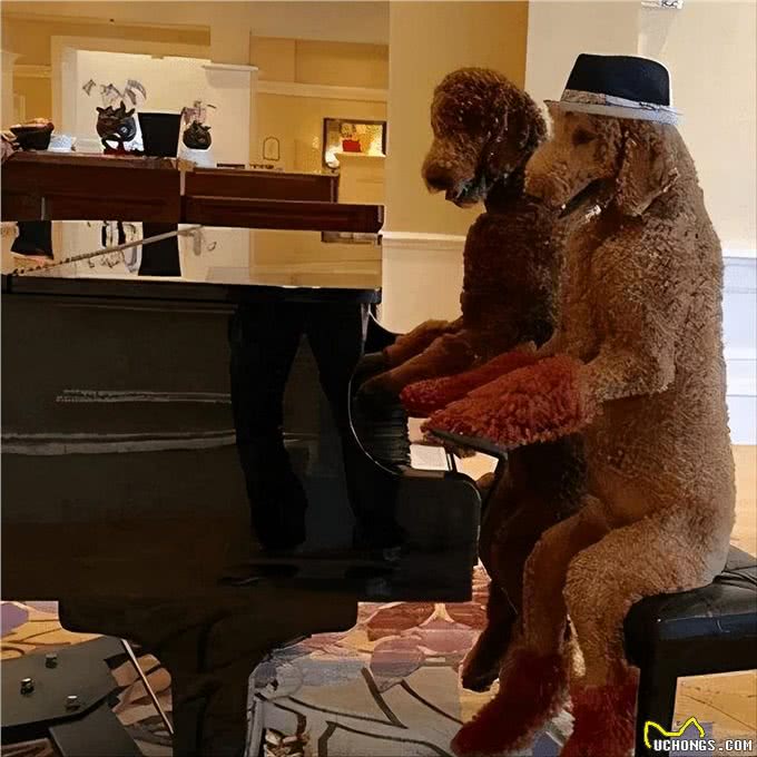 为什么巨型贵宾犬很少人养?背后有这些原因