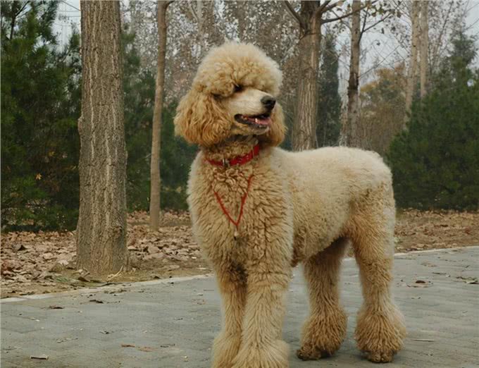 为什么巨型贵宾犬很少人养?背后有这些原因