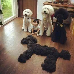 为什么巨型贵宾犬很少人养?背后有这些原因