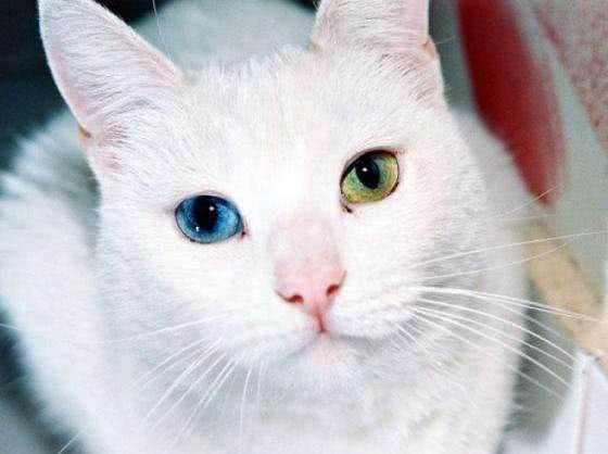 波斯猫—美丽的精灵!