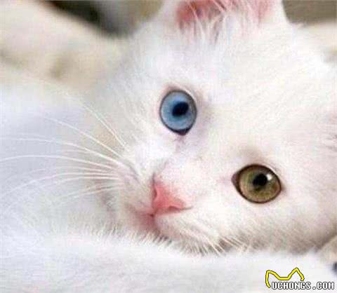 波斯猫—美丽的精灵!