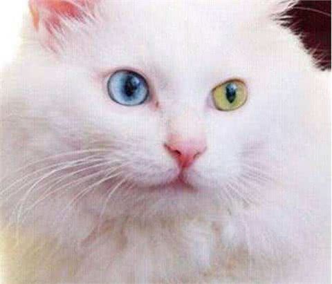 波斯猫—美丽的精灵!