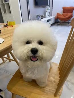 保持这几个习惯来养比熊犬，它能活更久!