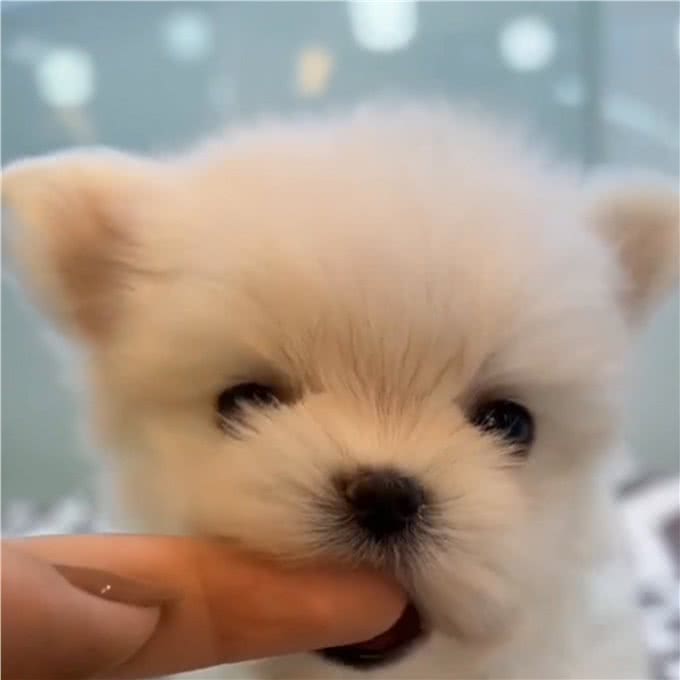 600块就能买到马尔济斯犬,还有这种好事?—萌宠好物