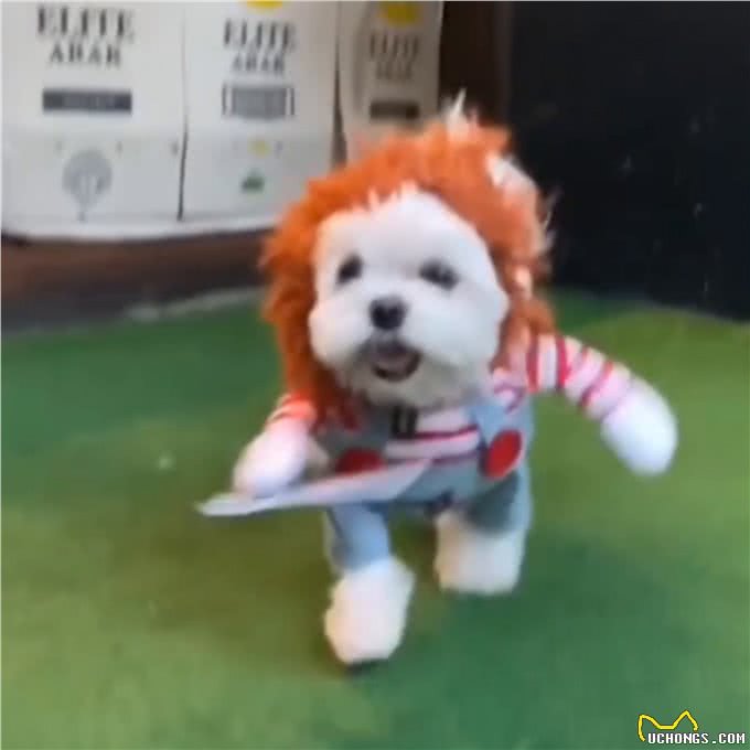 600块就能买到马尔济斯犬,还有这种好事?—萌宠好物