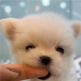600块就能买到马尔济斯犬，还有这种好事?—萌宠好物
