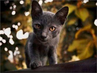 泰国产猫:宠物界的新宠