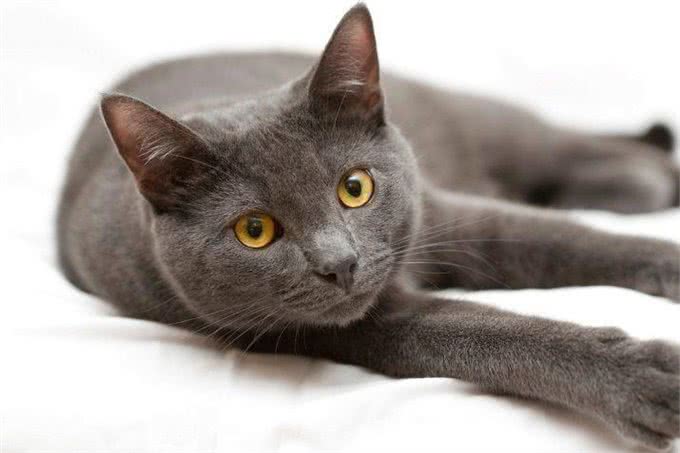 泰国产猫:宠物界的新宠