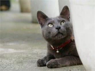 泰国产猫:宠物界的新宠
