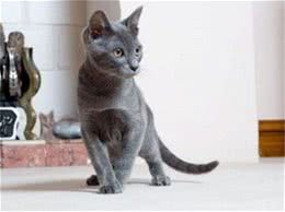 泰国产猫：宠物界的新宠