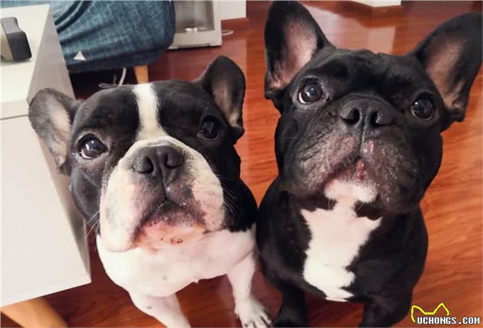 法斗是斗牛犬中最强健敏捷的品种之一,黑色法斗为啥一定要有胸白
