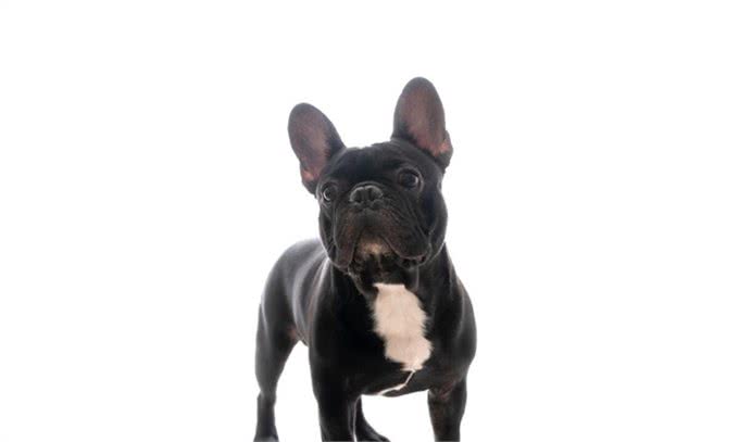 法斗是斗牛犬中最强健敏捷的品种之一,黑色法斗为啥一定要有胸白