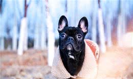 法斗是斗牛犬中最强健敏捷的品种之一，黑色法斗为啥一定要有胸白
