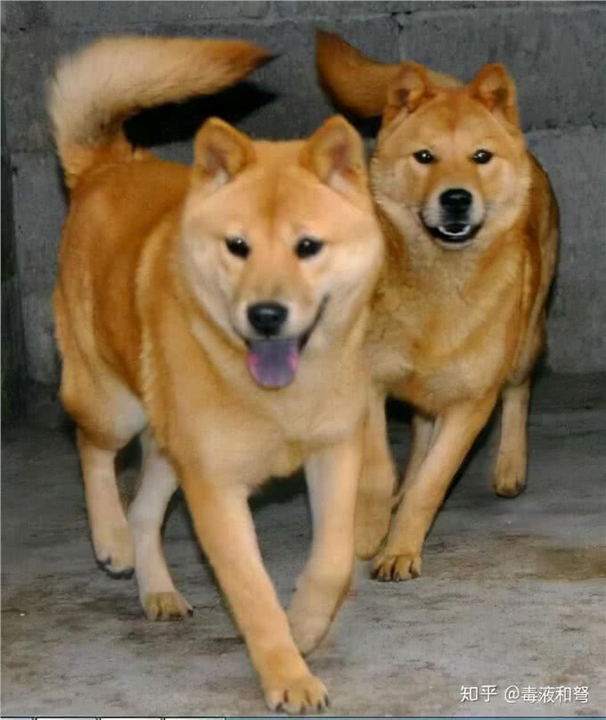 土狗的品系划分，你了解么?