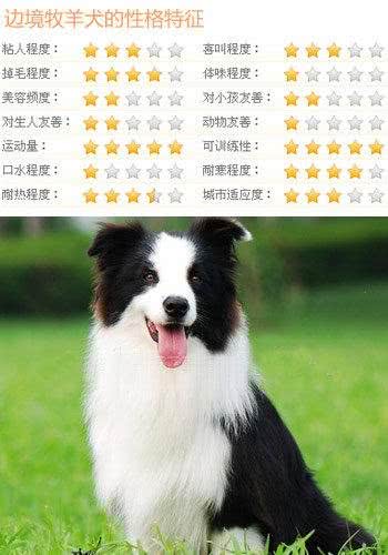 世界智商排名第一的狗-边境牧羊犬简介
