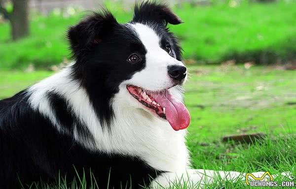 世界智商排名第一的狗-边境牧羊犬简介
