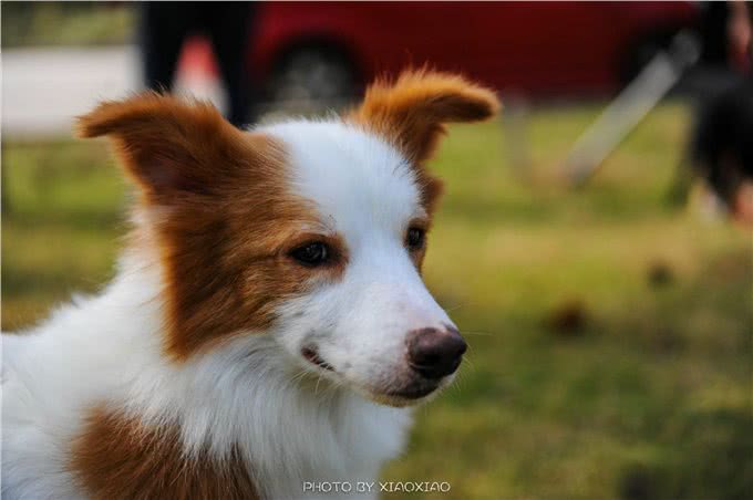 世界智商排名第一的狗-边境牧羊犬简介