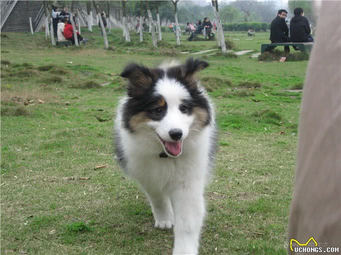 世界智商排名第一的狗-边境牧羊犬简介