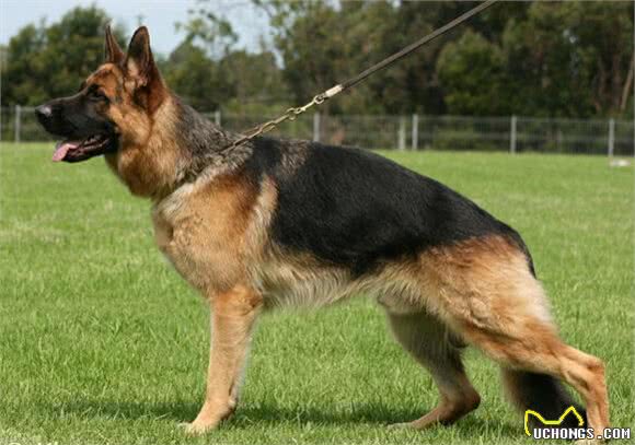 犬种百科之德国牧羊犬