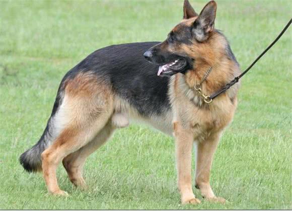 犬种百科之德国牧羊犬