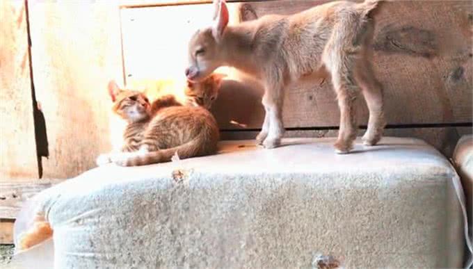 猫咪热情帮铲屎官牧羊，可主人回家后，才发现绵羊被当成了羊毛垫