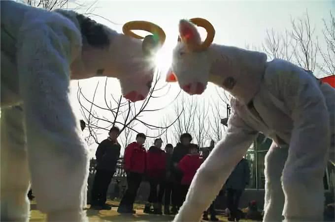 猫咪热情帮铲屎官牧羊，可主人回家后，才发现绵羊被当成了羊毛垫