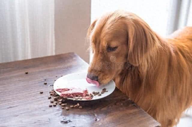 关乎狗狗健康的7种禁食，主人必看!