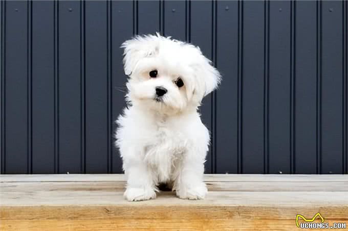 狗狗也要美美哒!揭秘五大需要定期修剪毛发的犬种及其原因