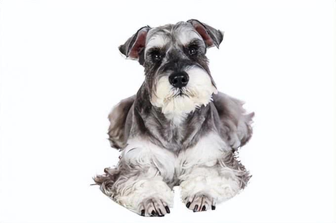 狗狗也要美美哒!揭秘五大需要定期修剪毛发的犬种及其原因