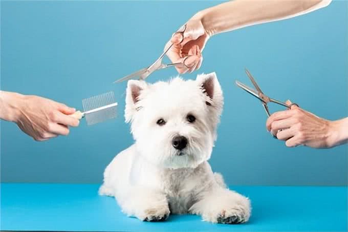 狗狗也要美美哒!揭秘五大需要定期修剪毛发的犬种及其原因