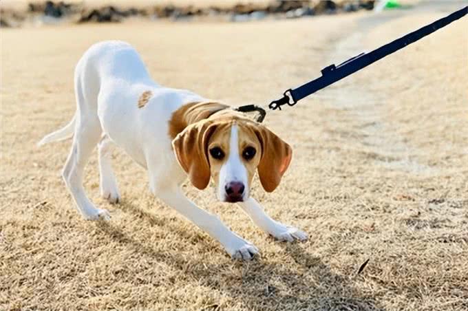 狗狗伸展身体的奥秘：五大理由与细心观察的健康警示