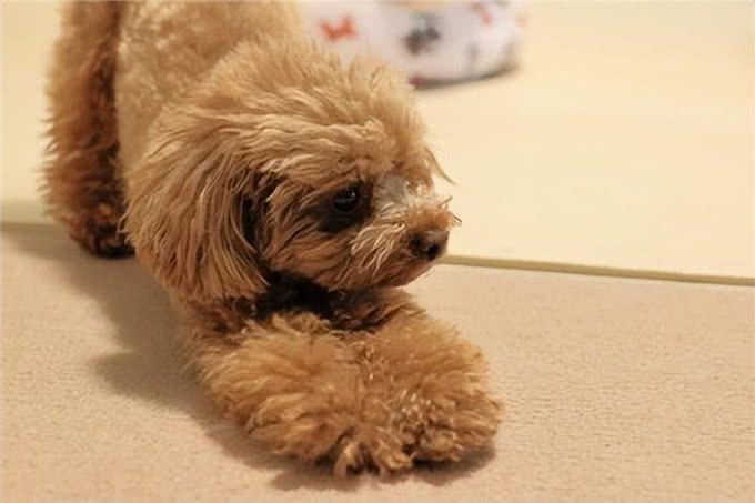 狗狗伸展身体的奥秘：五大理由与细心观察的健康警示