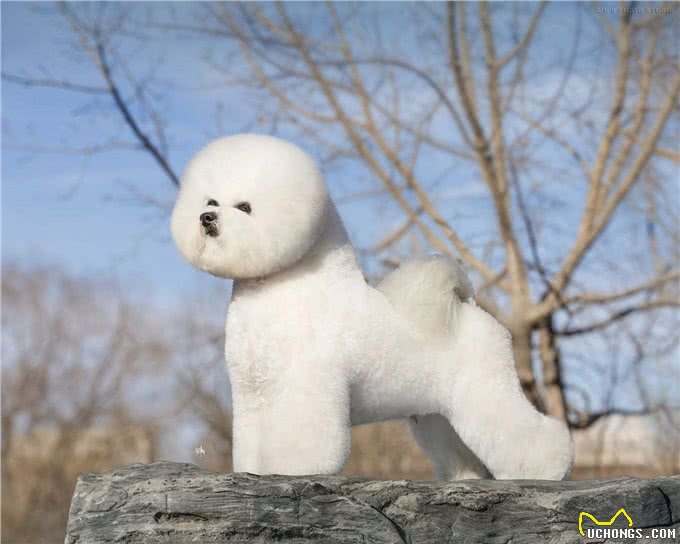 如何挑选一只好的比熊犬，这些最基本的你要知道