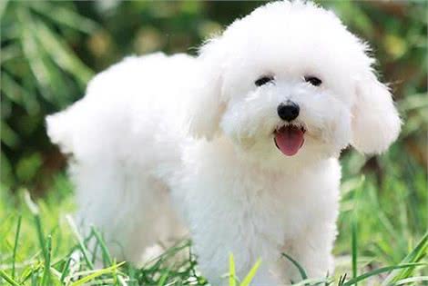 如何挑选一只好的比熊犬，这些最基本的你要知道