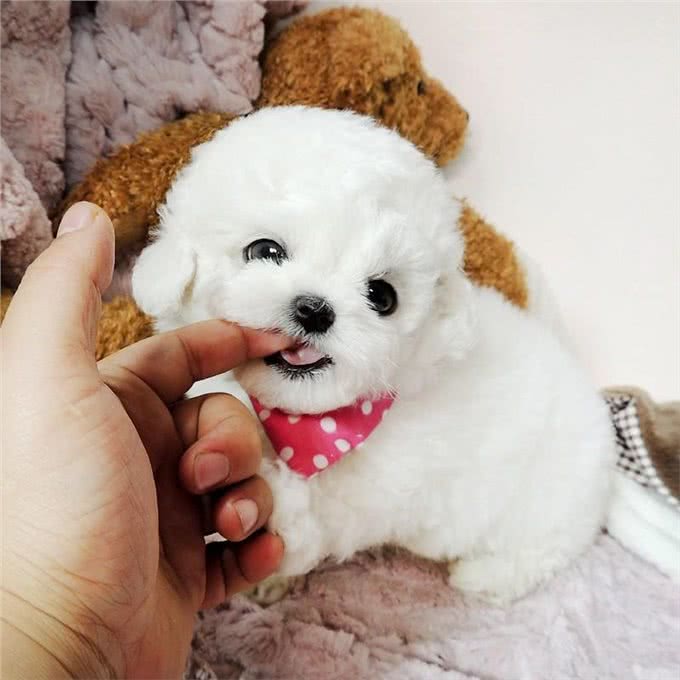 如何挑选一只好的比熊犬，这些最基本的你要知道