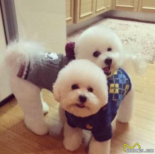 如何挑选一只好的比熊犬，这些最基本的你要知道