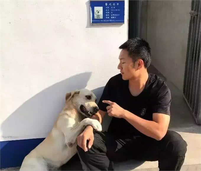 田园犬兄弟被警队收养，辛苦工作两年，终于转正获得警犬编制!