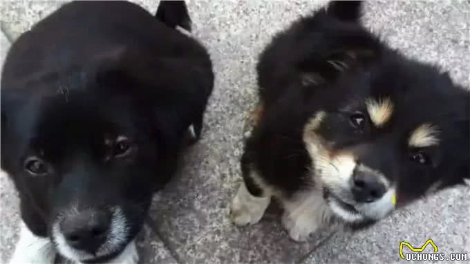 田园犬兄弟被警队收养，辛苦工作两年，终于转正获得警犬编制!