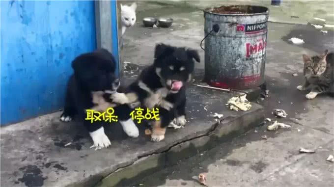 田园犬兄弟被警队收养，辛苦工作两年，终于转正获得警犬编制!