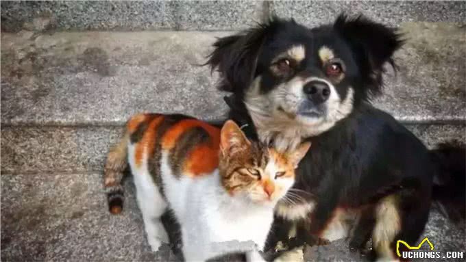 田园犬兄弟被警队收养，辛苦工作两年，终于转正获得警犬编制!