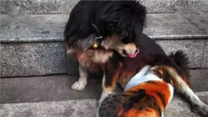 田园犬兄弟被警队收养，辛苦工作两年，终于转正获得警犬编制!