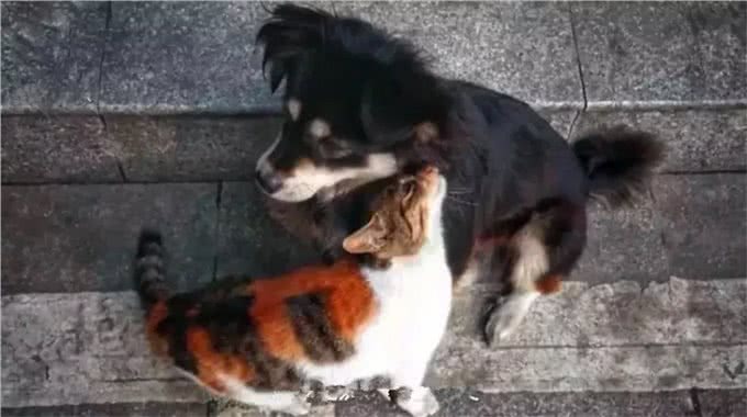 田园犬兄弟被警队收养，辛苦工作两年，终于转正获得警犬编制!