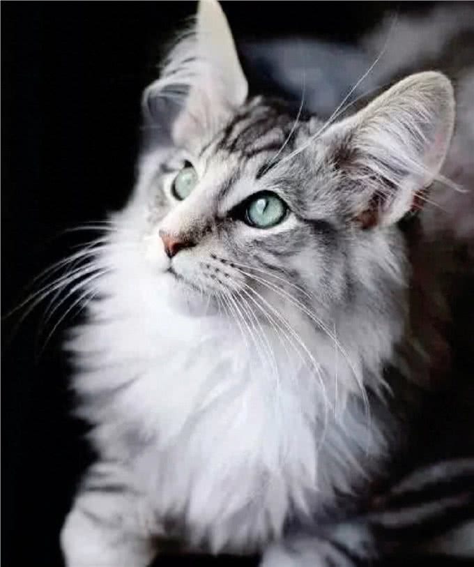 挪威森林猫:原始之美，自由之灵