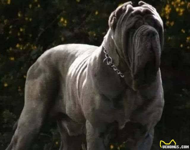 世界十大猛犬!排第一的有谁不服?